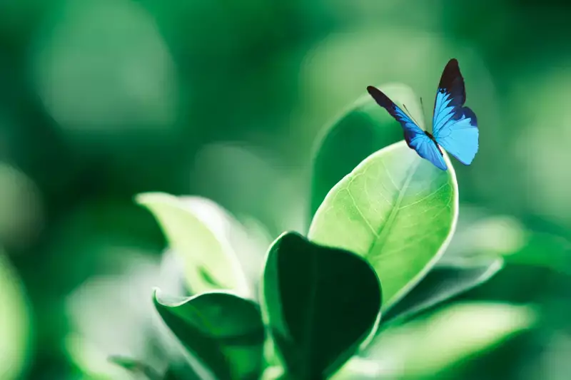 Pour un adieu en harmonie avec la nature